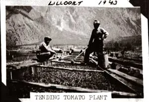 Farmers with tomatoes and cantaloupe harvest